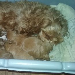 Maltipoo Puppies from Junes maltipoos