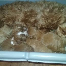 Maltipoo Puppies from Junes maltipoos