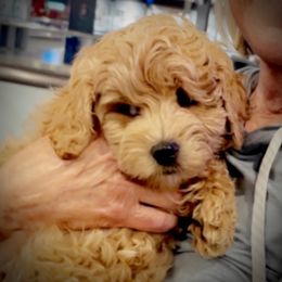 Goldendoodle, Maltipoo, and Poodle Puppies from Winchester Hills Poodles and Doodles