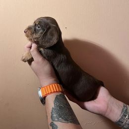Dachshunds from Coronel