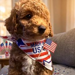 Judge - Red male Cavapoo puppy in Chattanooga, Tennessee from Scenic City Doodles