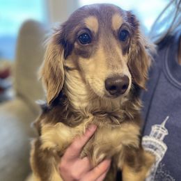 Beau - Dachshund
