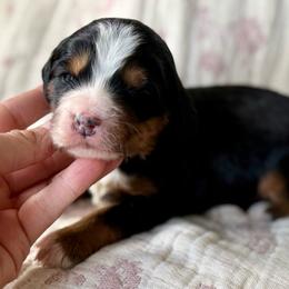 Birch (tan collar boy) - Tri-color male Bernedoodle puppy in Colorado Springs, Colorado from Mercy Mountain Bernedoodles