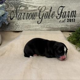 Boy 2 - Black and white male Border Collie puppy in Moody, Texas from Narrow Gate Farm