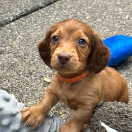 Orange collar boy - Red male Dachshund puppy in Belfair, Washington from SnortVille Frenchies & CreekSide Mini Doxies