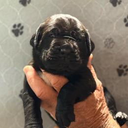 Lime - Black male Cane Corso puppy in Paris, Texas from Knucklehead Cane Corso