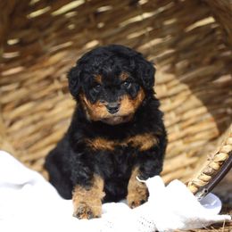 Aussiedoodle and Poodle Puppies from Cedar Wood Farms