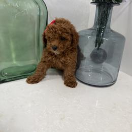 Monique - Red  female Goldendoodle puppy in Mint Hill, North Carolina from DoodleForever