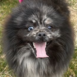 Maggie - Pomeranian