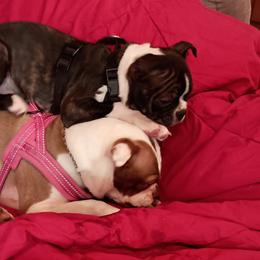 Boston Terrier and French Bulldog Puppies from Reds Studio