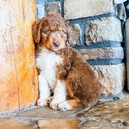 Daisy - Red phantom female Aussiedoodle puppy in Beaver, Utah from Rocky Ridge Ranch