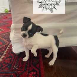 Chihuahua Puppies from Soul Healing Chihuahuas