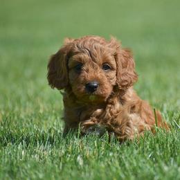 Russel - Red male Cavapoo puppy in Gap, Pennsylvania from Country View Puppies ( License 18816)