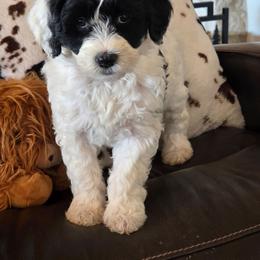 Izzy - Black and white female Portuguese Water Dog puppy in Indianola, Utah from Mlee puppies