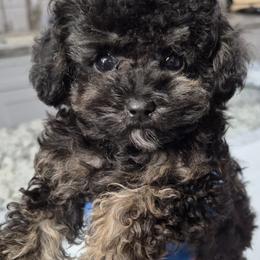 Jax - Phantom male Poodle puppy in Chandler, Arizona from Fabi Poodle