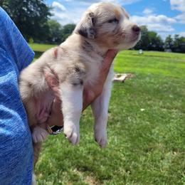 Australian Shepherd Puppies from Howlin' Wolf K9's