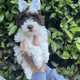 Girl 4 - Brown and white female Bernedoodle puppy in Carnesville, Georgia from Allie's Southern Doodles
