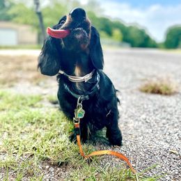Ace - Dachshund
