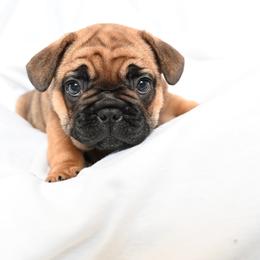Atlas - Fawn male French Bulldog puppy in Keeseville, New York from Big Sky Frenchies