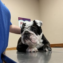 Muffin - Bulldog