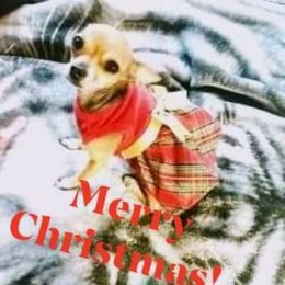 Chloe - Chihuahua