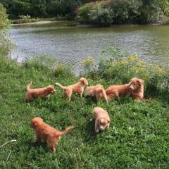 Nederlandse Kooikerhondje and Nova Scotia Duck Tolling Retriever All Grown Up from Hartenzoul