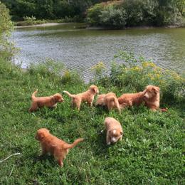 Nederlandse Kooikerhondje and Nova Scotia Duck Tolling Retriever All Grown Up from Hartenzoul