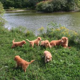 Nederlandse Kooikerhondje and Nova Scotia Duck Tolling Retriever All Grown Up from Hartenzoul