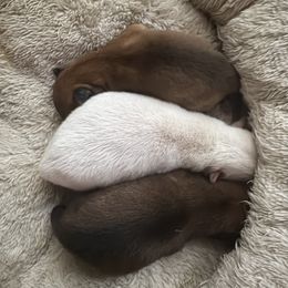 Leo - Cream male Shiba Inu puppy in Carpentersville, Illinois from Veronika's Shiba Inus