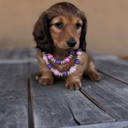 Dachshund Puppies from Diddle Bros Dachshunds