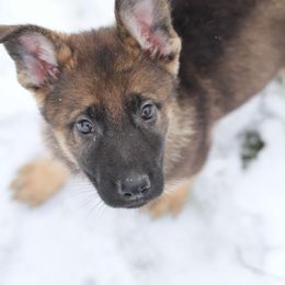 White Female - German Shepherd puppy from Nine Realms German Shepherds