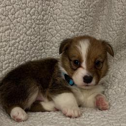 Boy 1 - White and red male Pembroke Welsh Corgi puppy in Dickinson, Texas from Gulf Coast Corgis