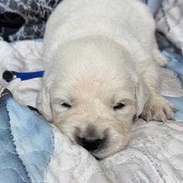 Blue boy - Light golden male Golden Retriever puppy in Tylertown, Mississippi from Southern Paws, LLC