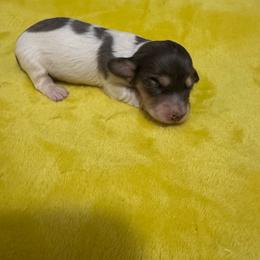 Izzie - Dapple female Dachshund puppy in Avinger, Texas from Lone Star Longhair Dachshunds