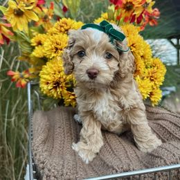 Rapunzel - Buff and white female Cockapoo puppy in Rolla, Missouri from Diamond K