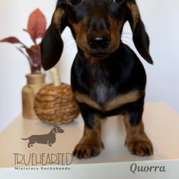 Quorra - Black and tan female Dachshund puppy in Royse City, Texas from Truehearted Miniature Dachshunds