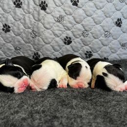 AKC to be determined - Black brindle and white female Boston Terrier puppy in Galena, Kansas from RottNBostons