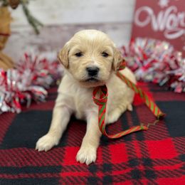 Gus - Cream male Goldendoodle puppy in Lisbon, Ohio from Willow Lane Doodles