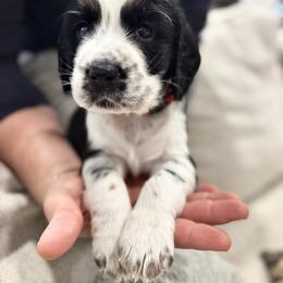 Red boy - Black white and tan male English Springer Spaniel puppy in Lincoln, Texas from LeeCo. Springers