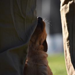 Golden Retriever Puppies from Earley Goldens