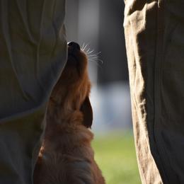 Golden Retriever Puppies from Earley Goldens