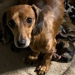 Delta - Dachshund