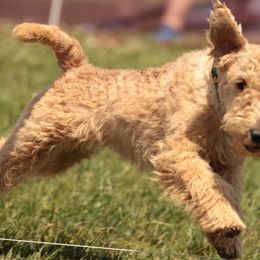 Annie - Lakeland Terrier