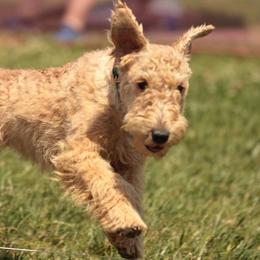 Annie - Lakeland Terrier