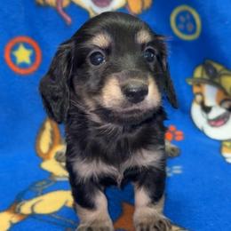 Rip (PET ONLY) - Black and cream male Dachshund puppy in Goldthwaite, Texas from Mini Mama Dachshunds
