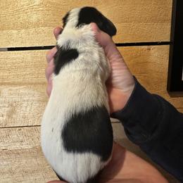 Female 3 - Black white and tan female Basset Hound puppy in Lindley, New York from Hill Top Basset Hounds & Cane Corso