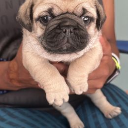 Girl 2 - Fawn female Pug puppy in Prairieville, Louisiana from Freedom Meadow Farm