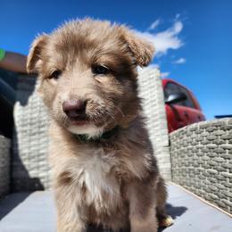 Cricket - Isabella female German Shepherd puppy in Los Lunas, New Mexico from Mali's German Shepherds LLC