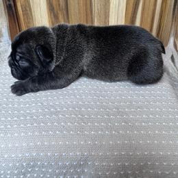 Ranger - Brindle male French Bulldog puppy in Cleveland, Tennessee from Front Porch Frenchies