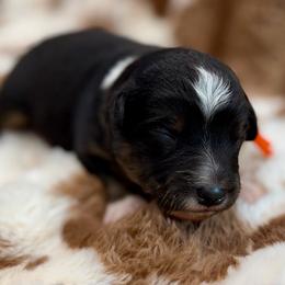 Orange collar - Black tri male Miniature Australian Shepherd puppy in 32046, Florida from River Hill Ranch